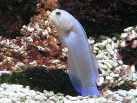 Berlin - Goby