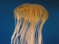 Berlin - Jellyfish