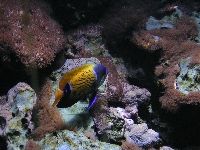 Berlin - Angelfish
