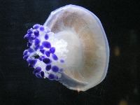 Berlin - Jellyfish