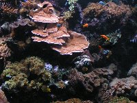 Berlin - reef tank