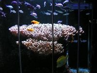 Boulogne - reef tank