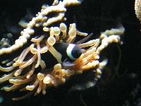 Boulogne - Clownfish