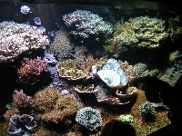 Boulogne - reef tank