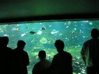 Main reef window