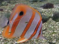 Copperband viewed from window in floor of reef