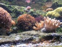 Cardinals viewed from window in floor of reef
