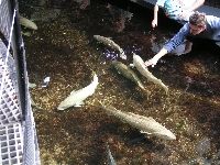Cod in touch pool