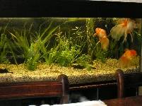 Mario German (Tank 1)