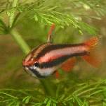 Pencil Fish
