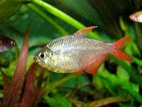 Red Tetra?