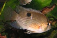Keyhole Cichlid