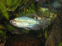Congo Tetra
