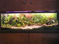Cliff Tayler (Tank 2)