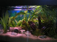 David Fineberg (Tank 1)