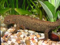 Fire Bellied Newt