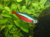 Cardinal Tetra