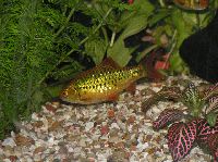 Schuberti Barb