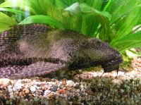 Pleco