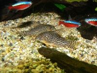 Corydoras