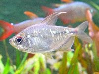Diamond Tetra