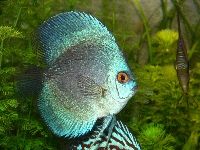 Discus