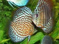 Discus