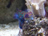 Mandarin Dragonet