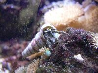 Hermit Crab