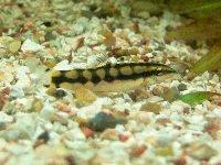 Mouse Loach