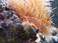 Cleaner Shrimp