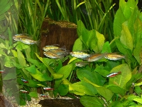 Congo Tetras