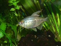 Diamond Tetra