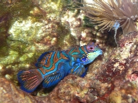Mandarin Dragonet