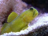Lemon goby