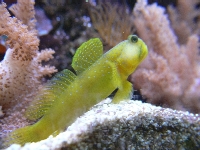 Lemon Goby