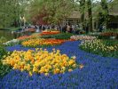 Keukenhof