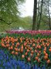 Keukenhof