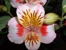 Keukenhof