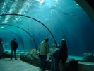 Under sea tunnel in Rotterdam Zoo Oceanium