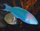 Wrasse in Rotterdam Zoo
