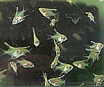 Angel fish fry