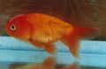 goldfish
