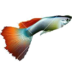 Guppy