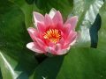 A lily in Mike's pond