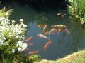 Koi in Mike's pond