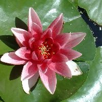 Lily in Mike's pond