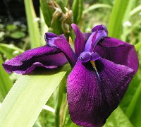 Iris in Mario's pond