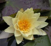 Lilly in Gino's pond