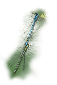 damsel flies
